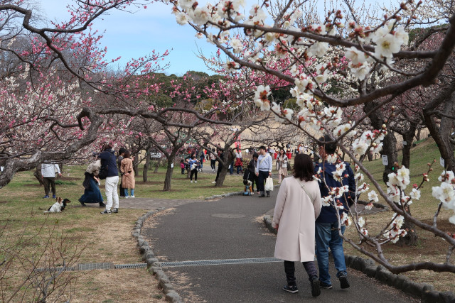 根岸森林公園梅まつり